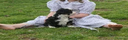 Mini Bernedoodle dogs for sale: Mini Bernedoodle Ranger - Ad 3