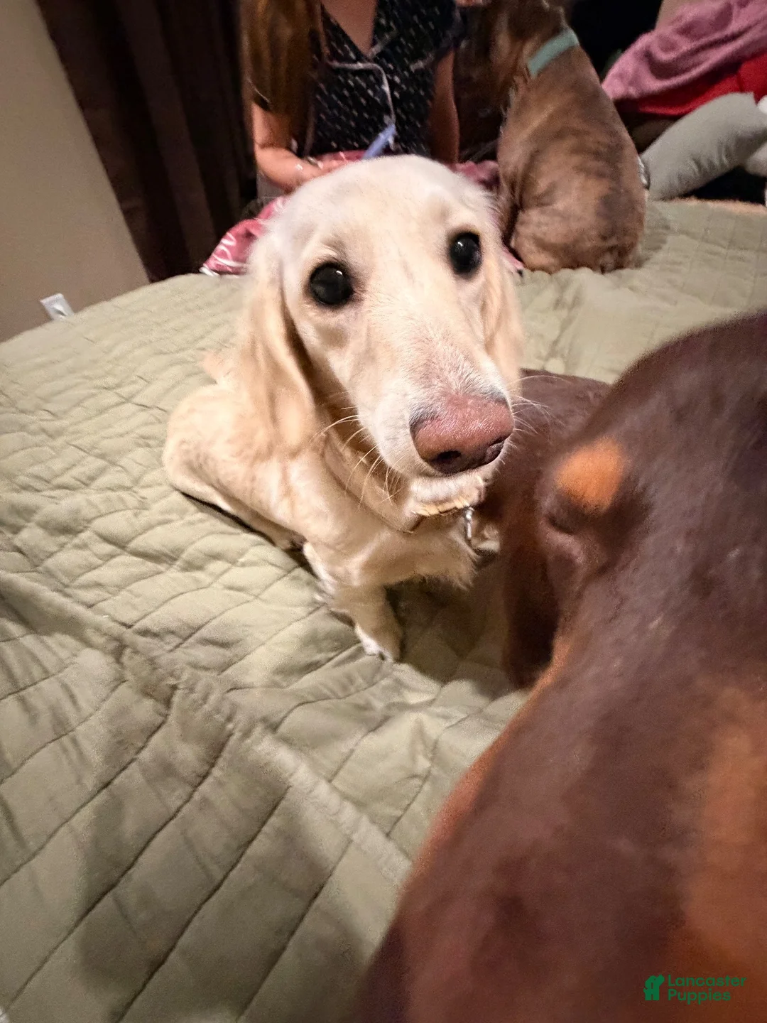 Miniature Dachshund dogs for sale: Miniature Dachshund 1 - Ad 8