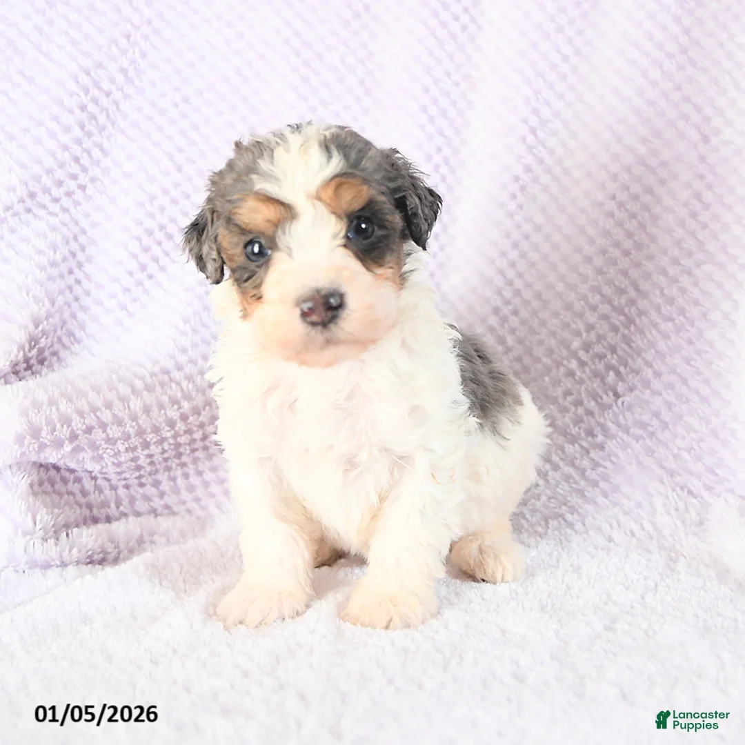 Mini Bernedoodle dogs for sale: Vincent - Ad 12