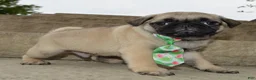 Pug dogs for sale: Paxton - Ad 3