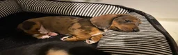 Miniature Dachshund dogs for sale: Duckie - Ad 7