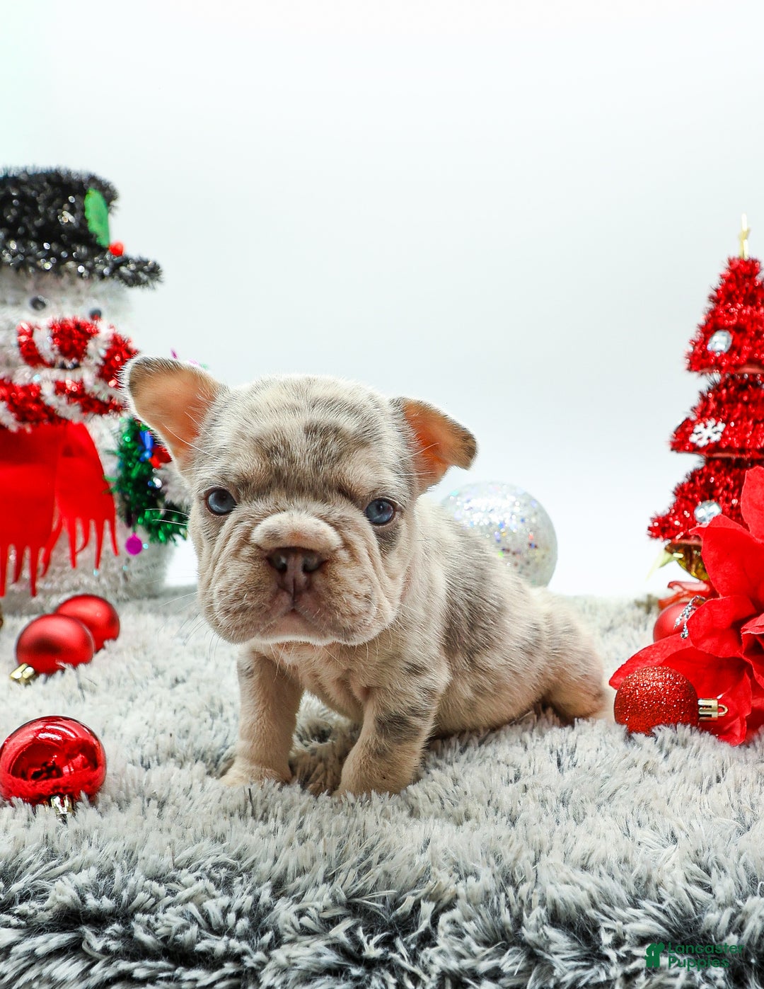 French Bulldog dogs for sale: Canon - Ad 5