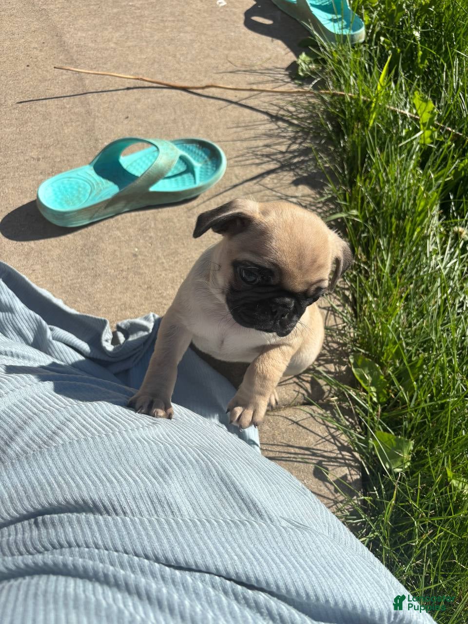 Pug dogs Emma - Ad 2