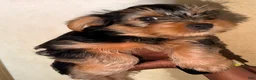 Yorkshire Terrier dogs for sale: Angel  - Ad 3
