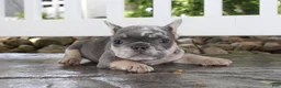 French Bulldog dogs for sale: AKC Bella - Ad 16