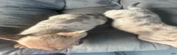 Mixed Breed dogs for sale: Beauty  - Ad 5