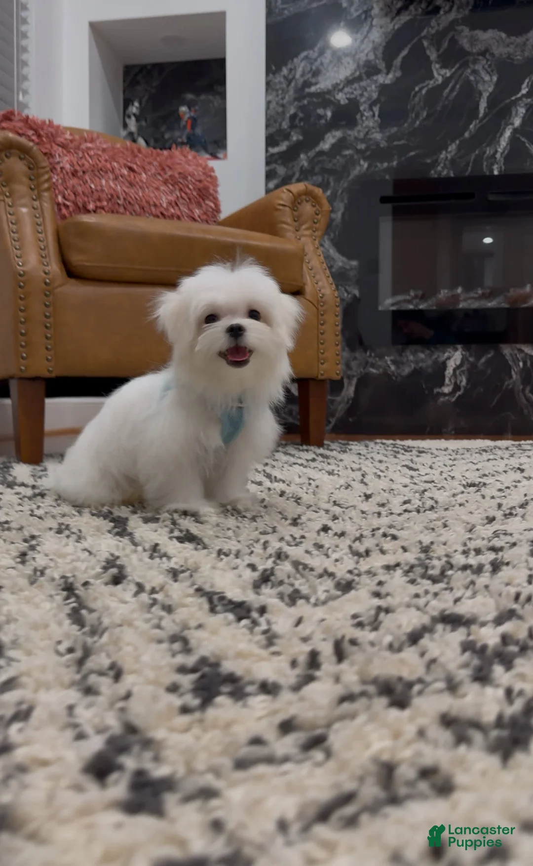 Maltese dogs for sale: Theo - Ad 6