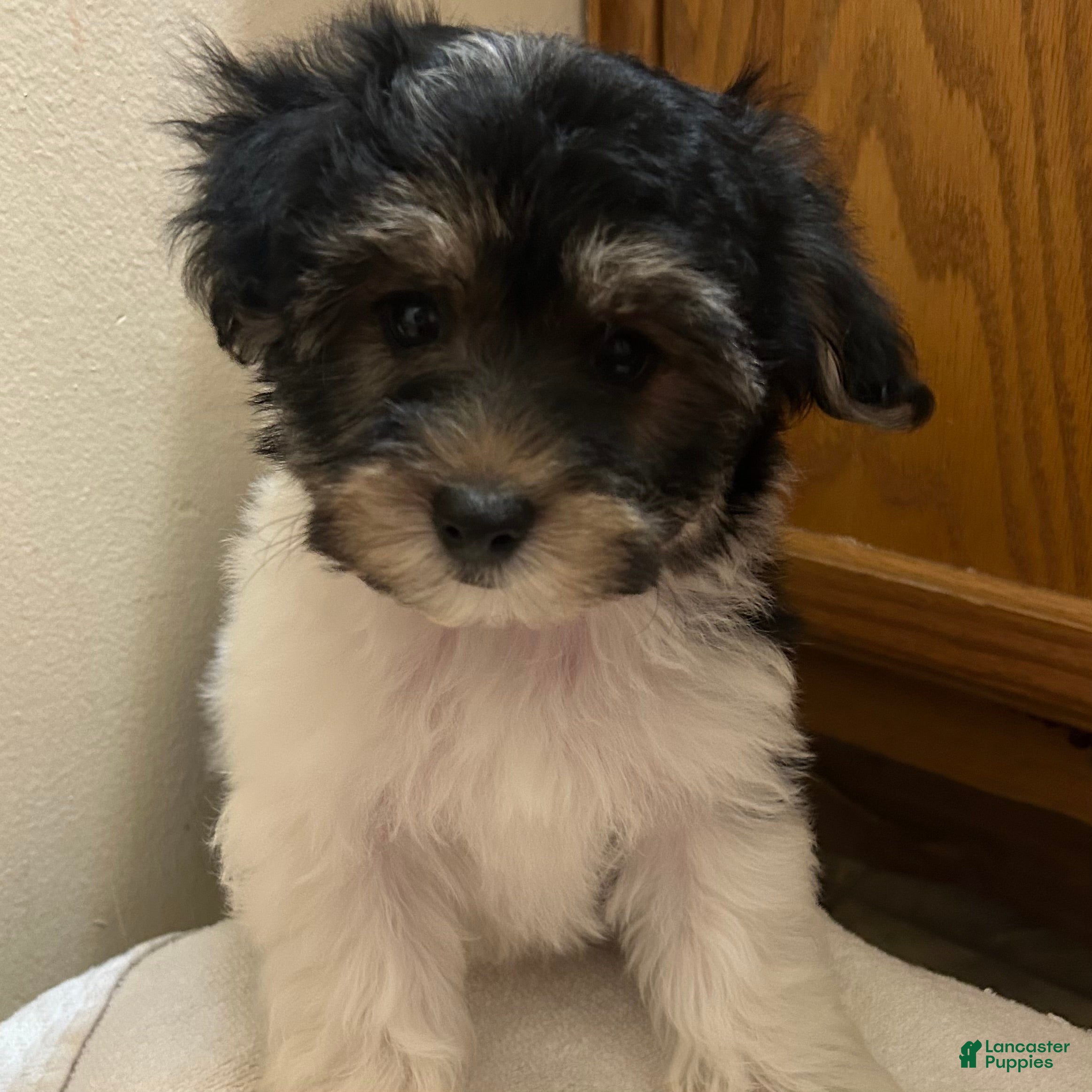 Morkie dogs Ollie - Ad 9
