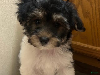 Morkie dogs Ollie - Ad 11
