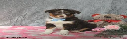 Australian Shepherd dogs for sale: Kip   - Ad 4