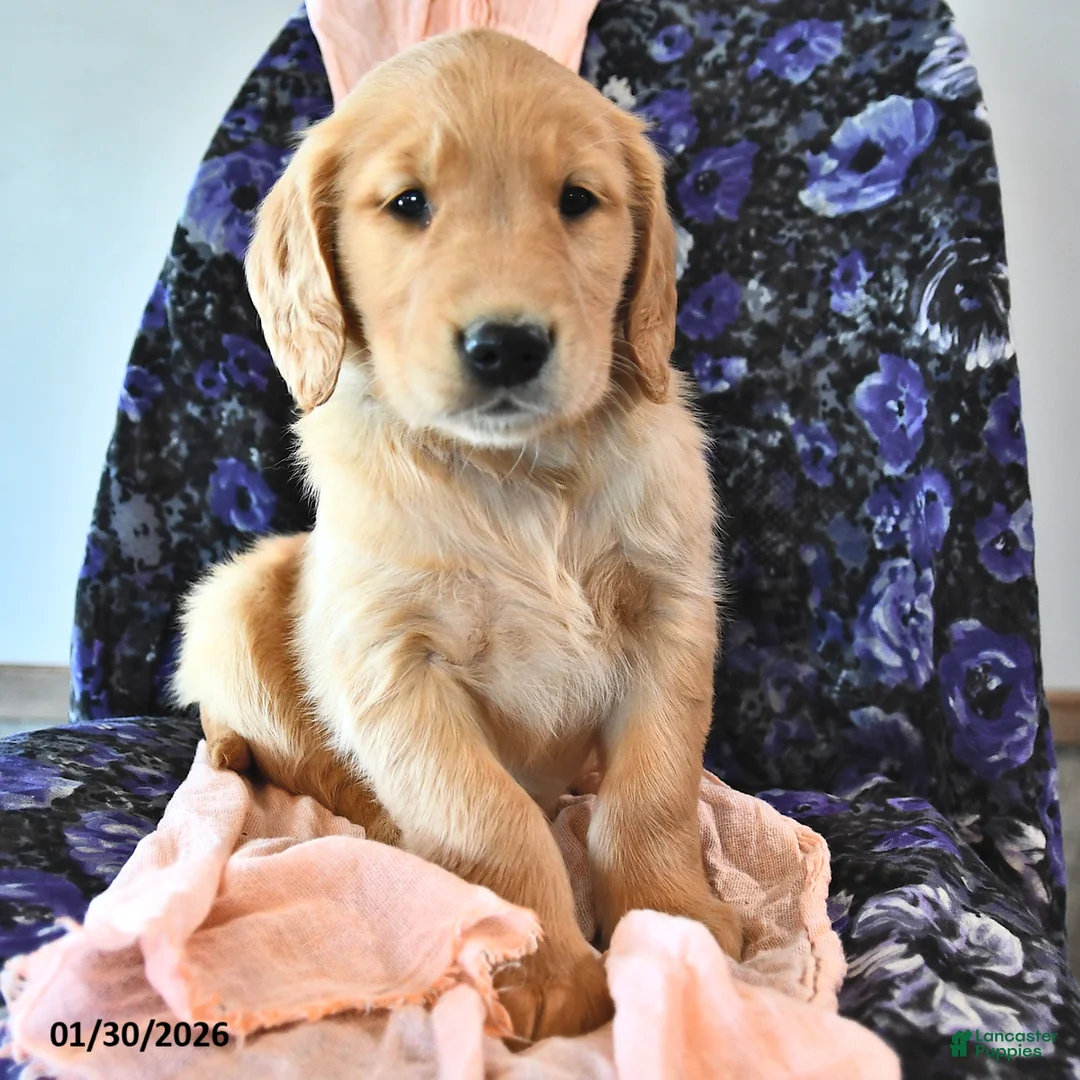Golden Retriever dogs for sale: Toffee  - Ad 3