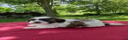 Teddy Bear dogs for sale: Rover - Ad 1