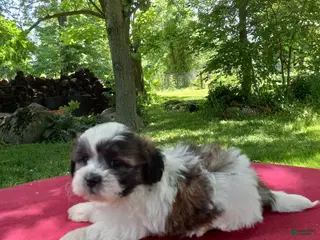Teddy Bear dogs for sale: Rover - Ad 2
