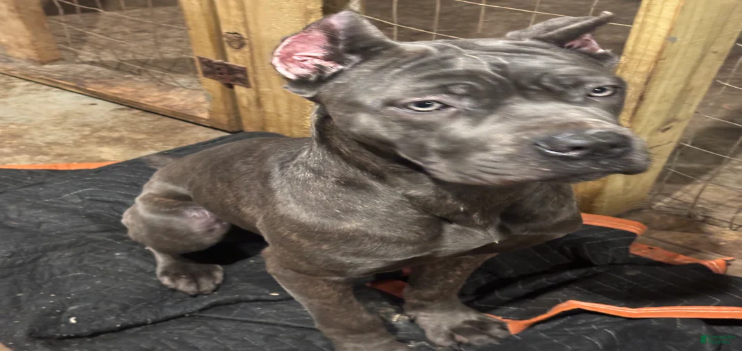 Gallery Image {{count}}