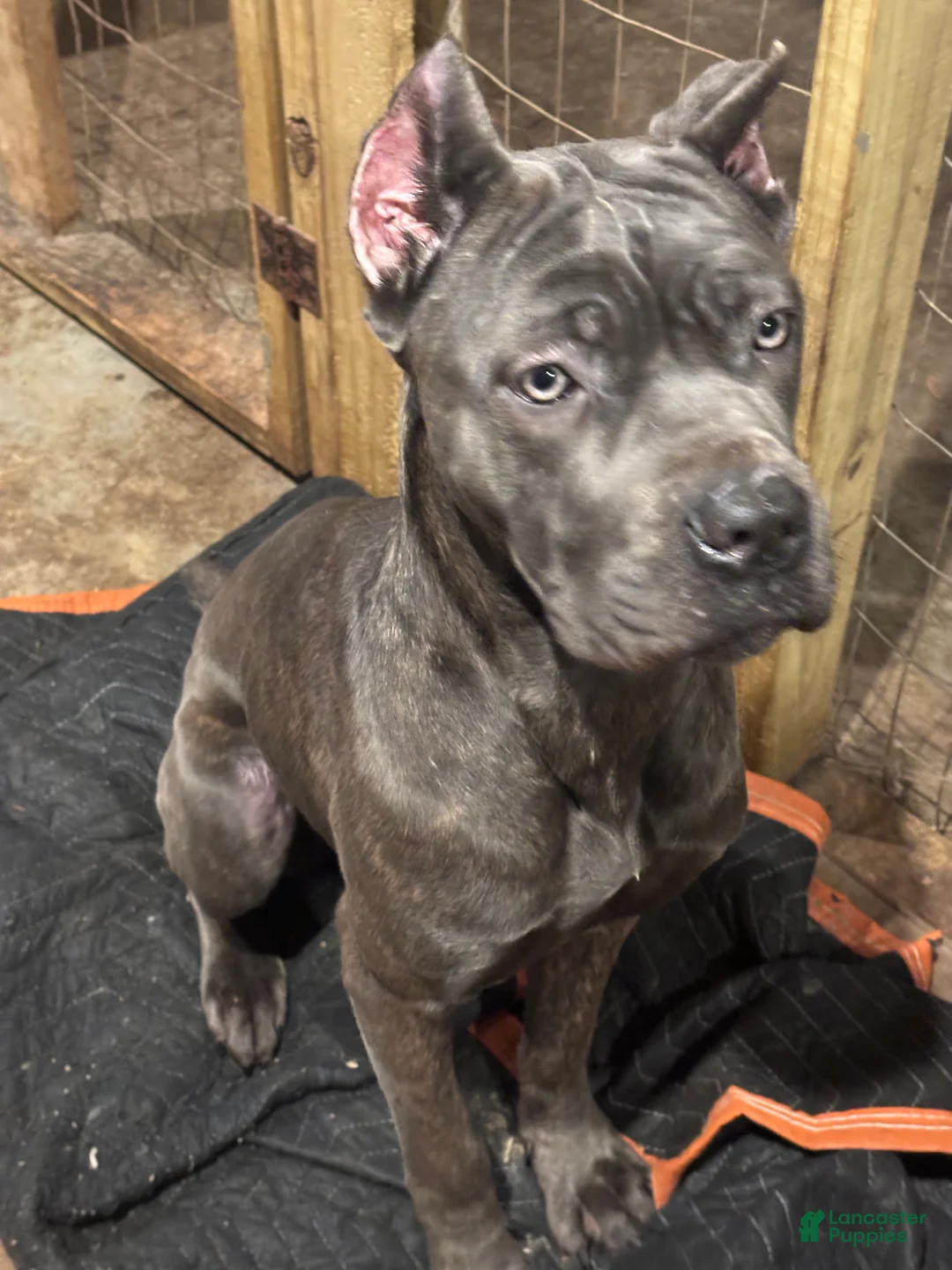 Gallery Image {{count}}