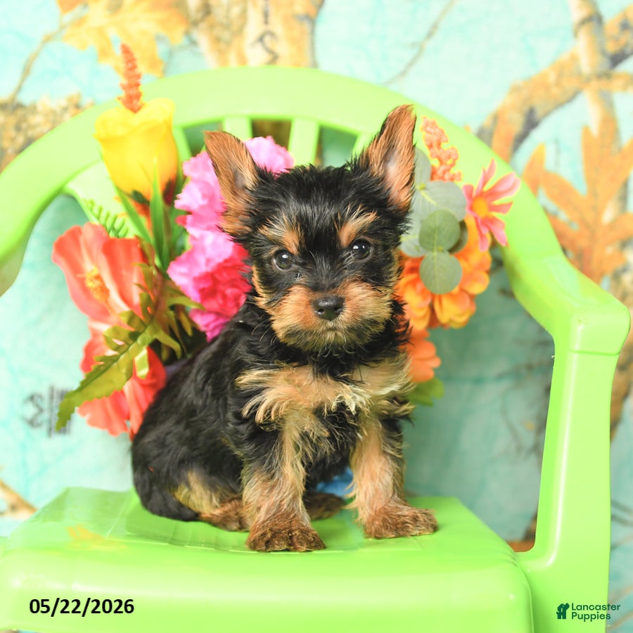 Yorkshire Terrier dogs Tyler - Ad 1