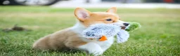 Welsh Corgi Pembroke dogs for sale: Jewel Welsh Corgi Pembroke  - Ad 5