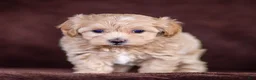 Maltipoo dogs for sale: Stella Maltipoo Puppy  - Ad 5