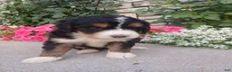 Bernedoodle dogs for sale: Lucy - Ad 4