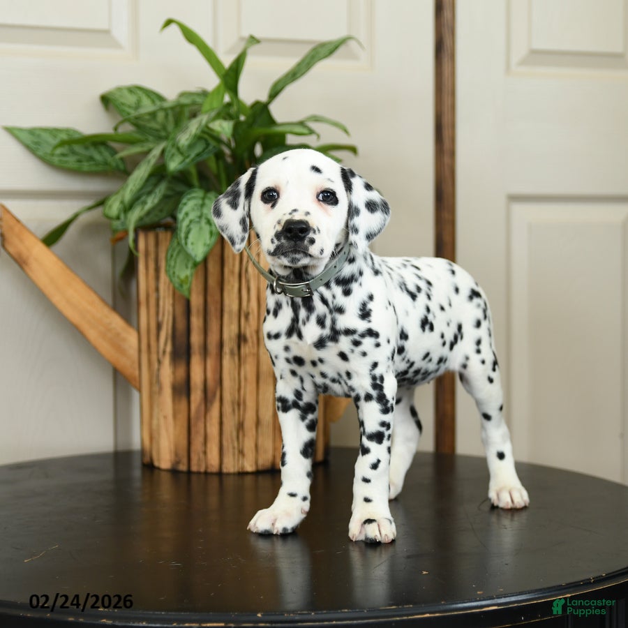 Dalmatian dogs Kelly - Ad 2