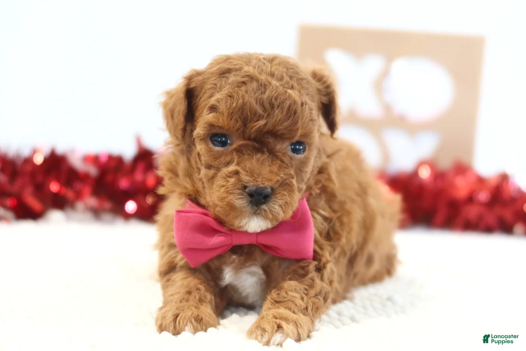 Toy Poodle dogs for sale: Lovebug - Ad 5