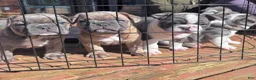 Frenchton dogs for sale: Maya - Ad 6