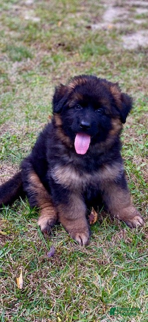 German Shepherd dogs German Shepherd Puppy 1 - Ad 21