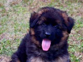 German Shepherd dogs German Shepherd Puppy 1 - Ad 28