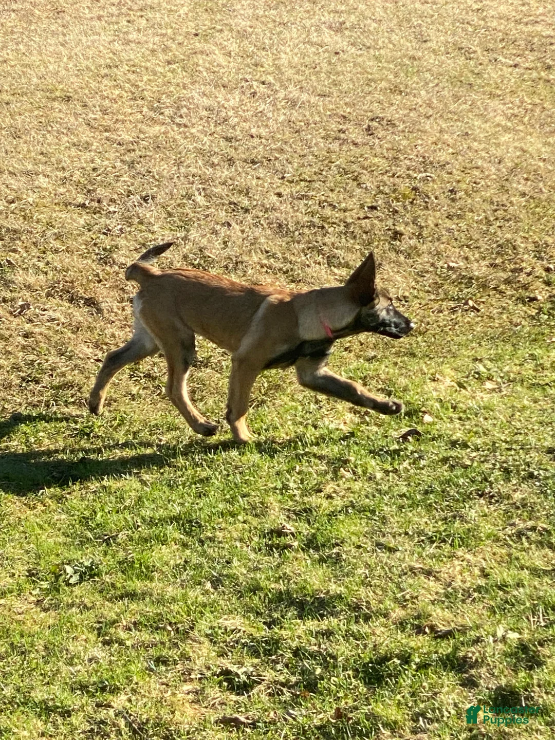 Mixed Breed dogs for sale: Maya - Ad 2