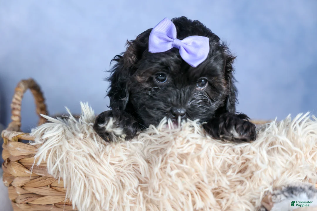 Shorkie dogs for sale: JESSIE - Ad 2