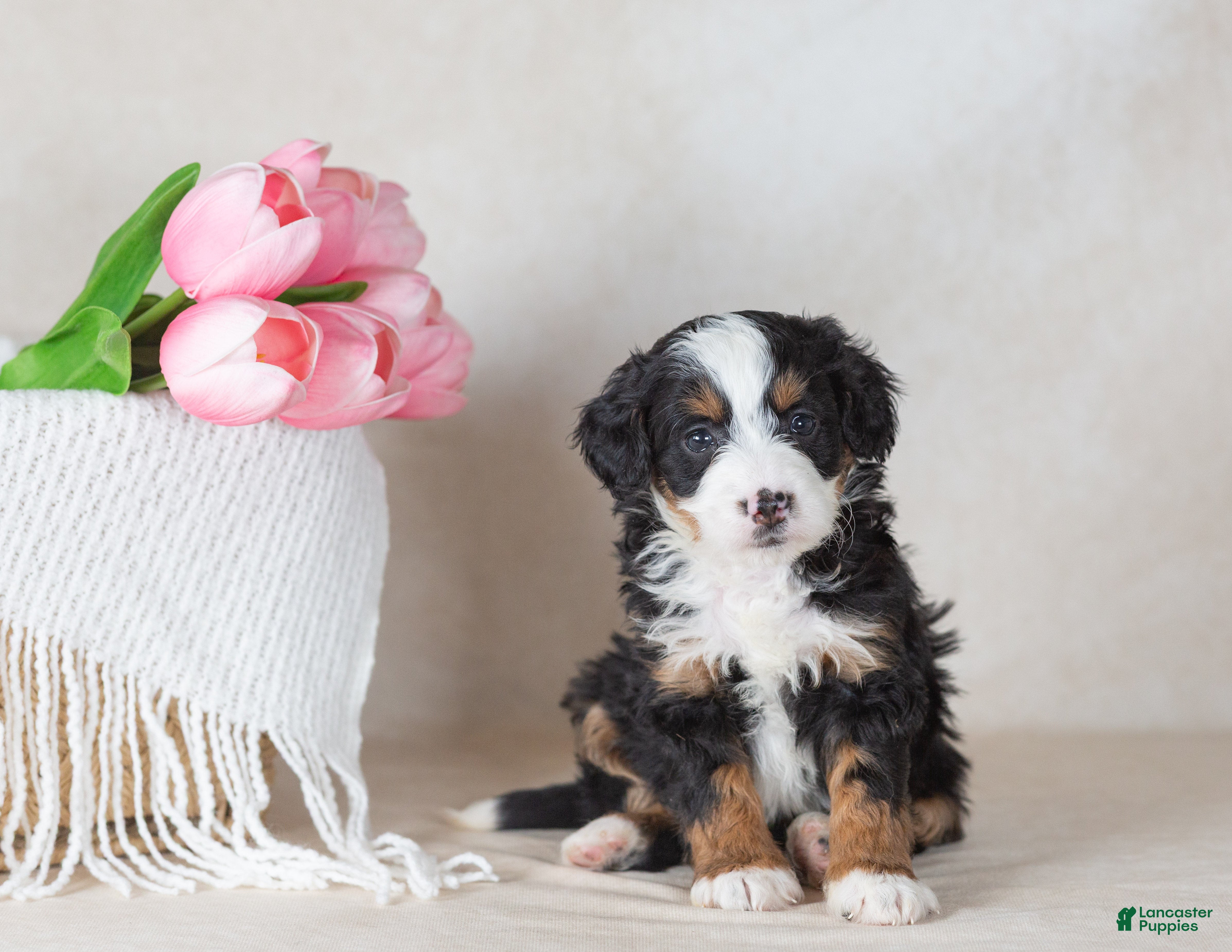 Bernedoodle dogs Loop - Ad 2