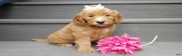Mini Goldendoodle dogs for sale: Ginger - Ad 5