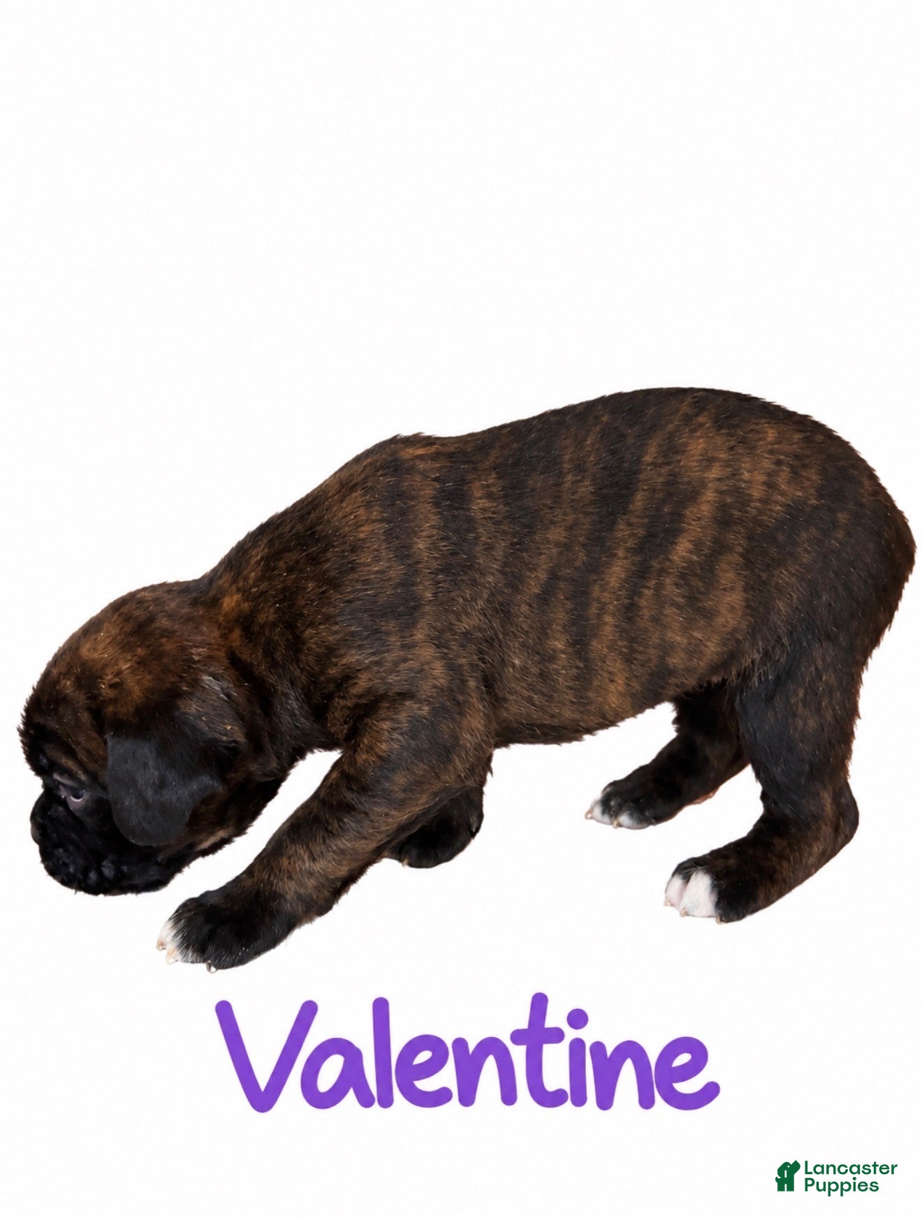 Boxer dogs Valentine - Ad 2