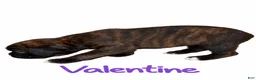Boxer dogs for sale: Valentine - Ad 2