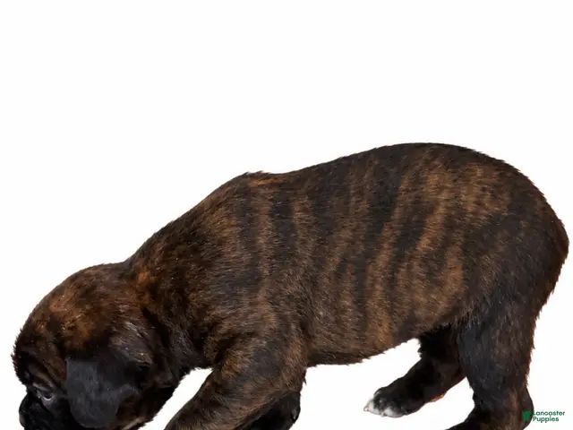 Boxer dogs for sale: Valentine - Ad 2