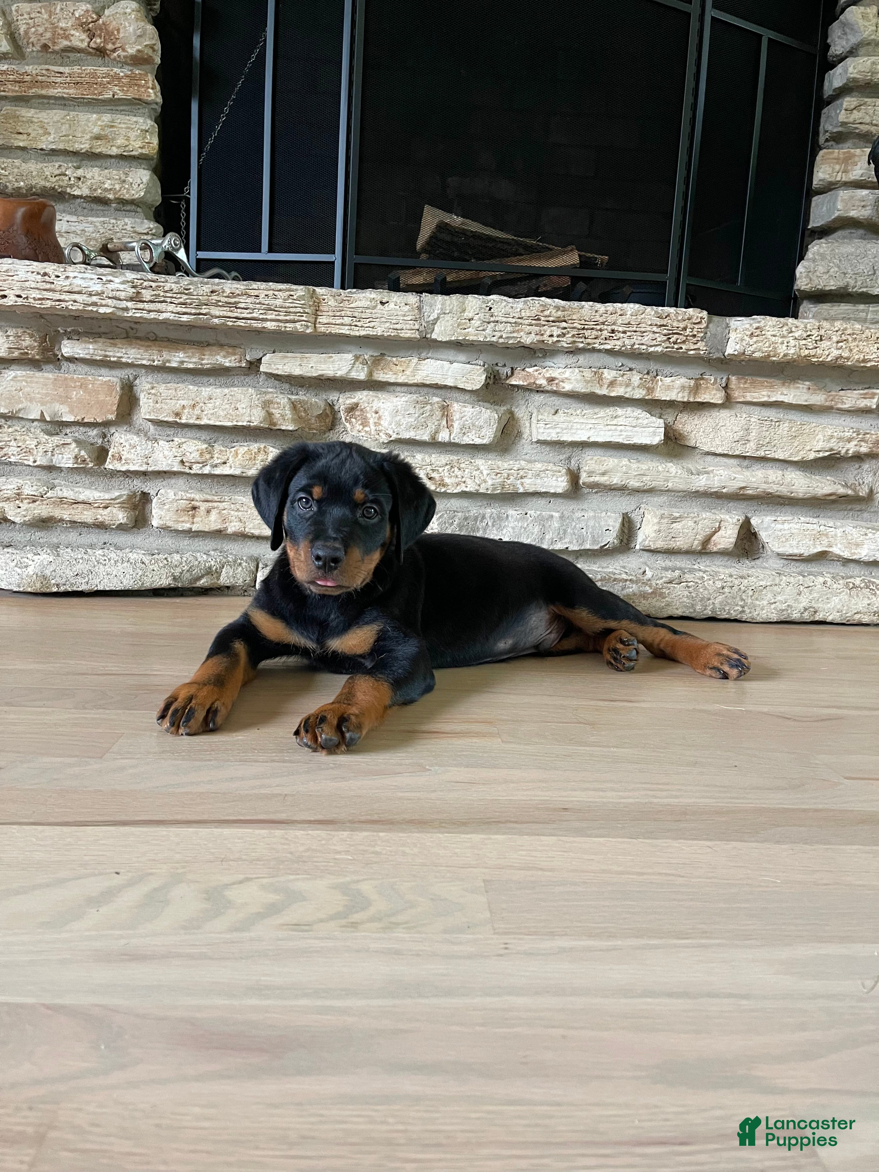 Rottweiler dogs Roxy - Ad 2