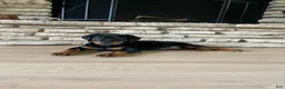 Rottweiler dogs for sale: Roxy - Ad 2