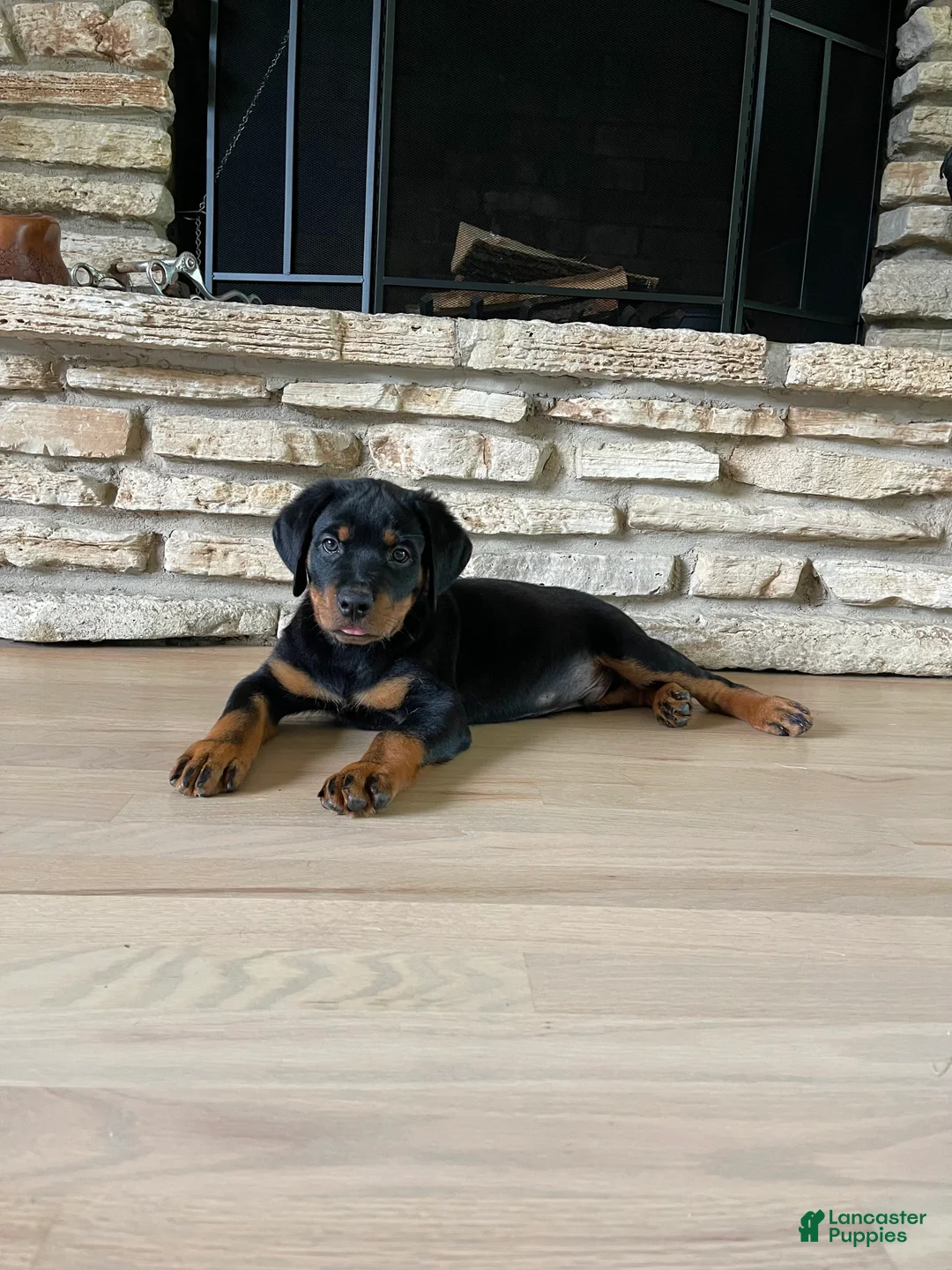 Rottweiler dogs for sale: Roxy - Ad 2