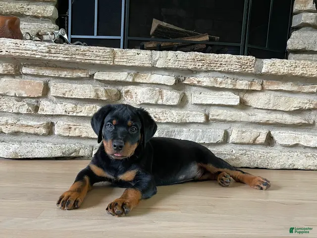 Rottweiler dogs Roxy - Ad 2