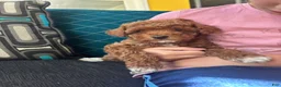Miniature Poodle dogs for sale: Stella - Ad 5