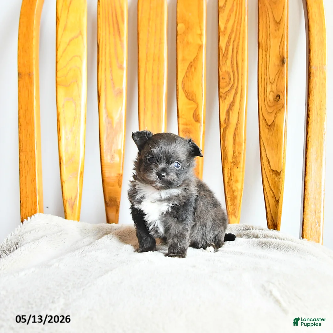 Pomapoo dogs for sale: Lilly - Ad 1