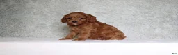 Cavapoo dogs for sale: Winston - Ad 3