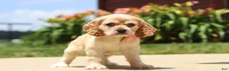 Cocker Spaniel dogs for sale: Pearl - Ad 7