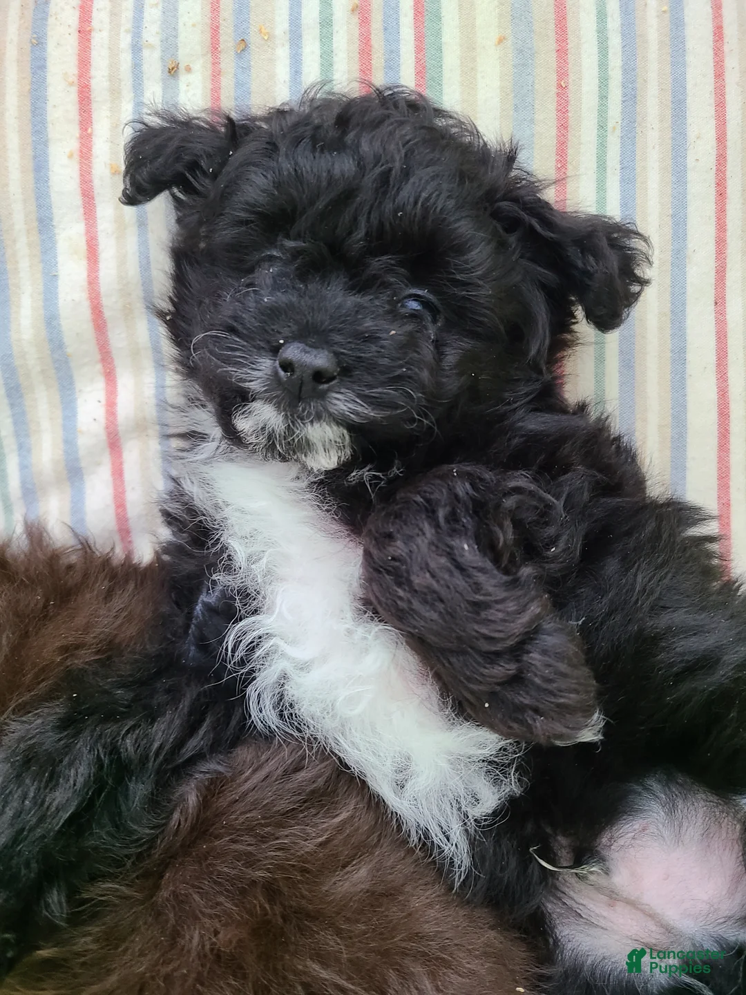 Pomapoo dogs for sale: Pomapoo Puppy 1 - Ad 3