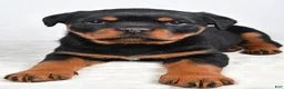 Rottweiler dogs for sale: Polly - Ad 5