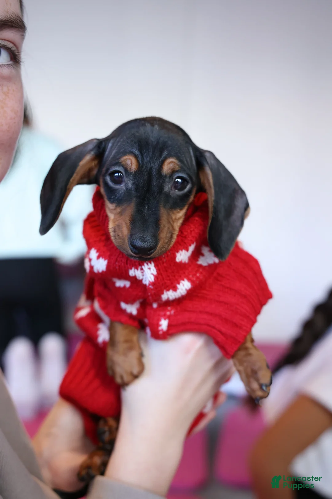 Miniature Dachshund dogs for sale: Miniature Dachshund Puppy 3 - Ad 3