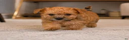 Morkie dogs for sale: Morkie 2 - Ad 3