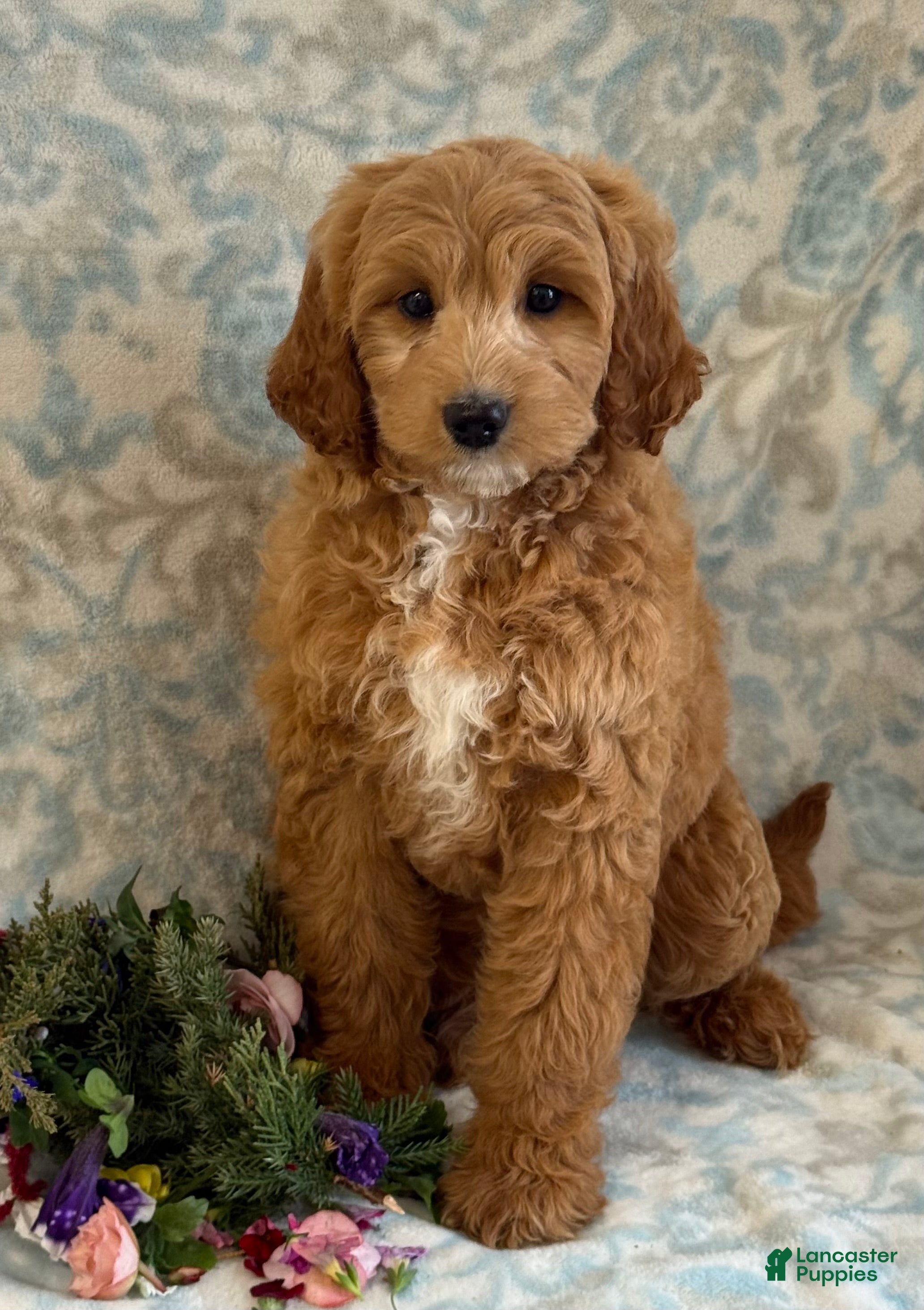 Mini Goldendoodle dogs Sasha - Ad 2