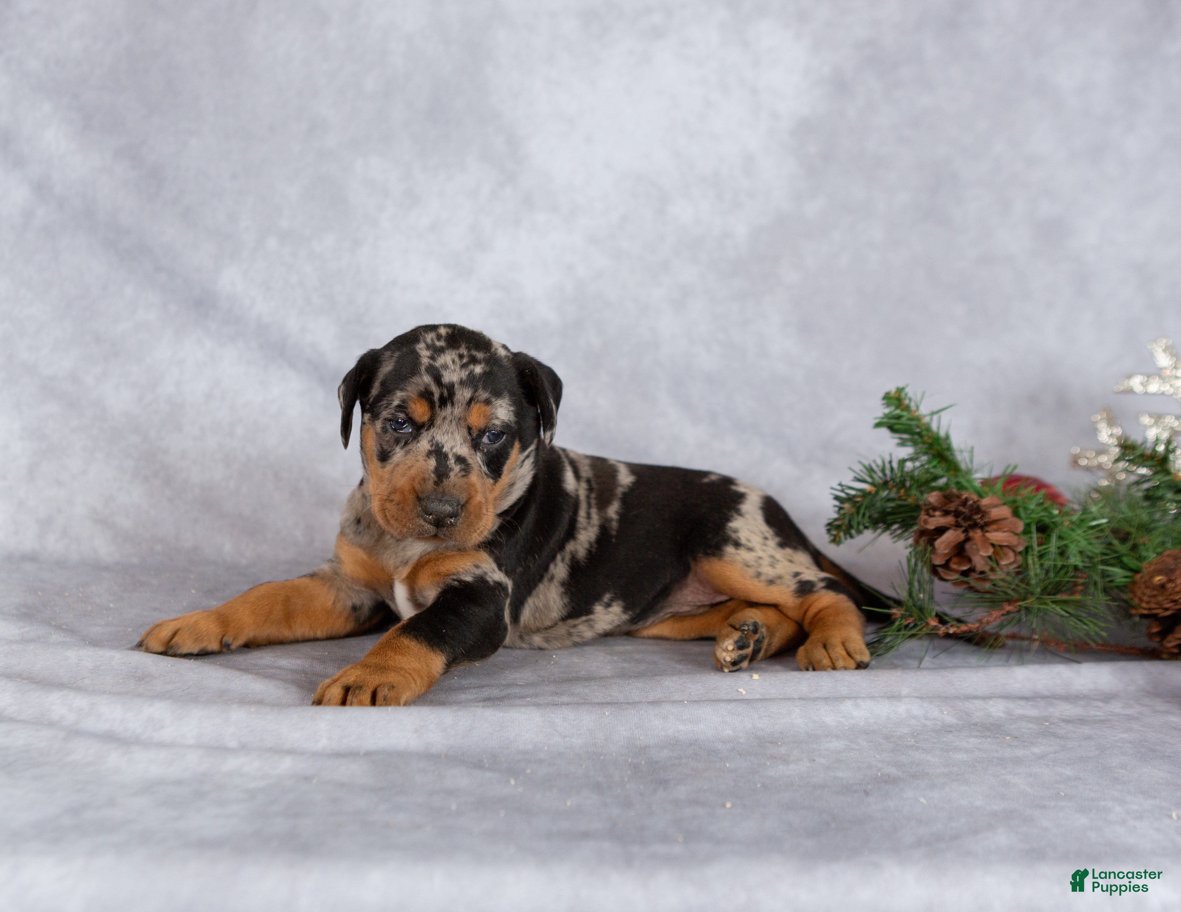Mixed Breed dogs Merry - Ad 5