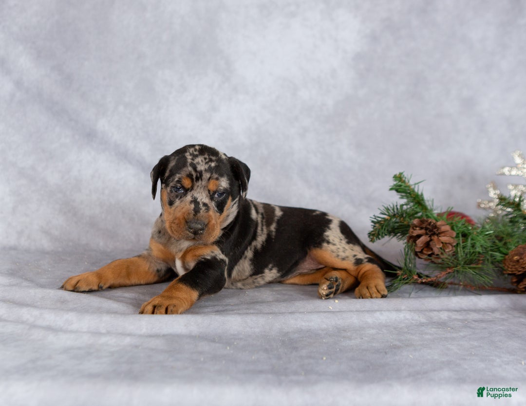 Mixed Breed dogs for sale: Merry - Ad 1